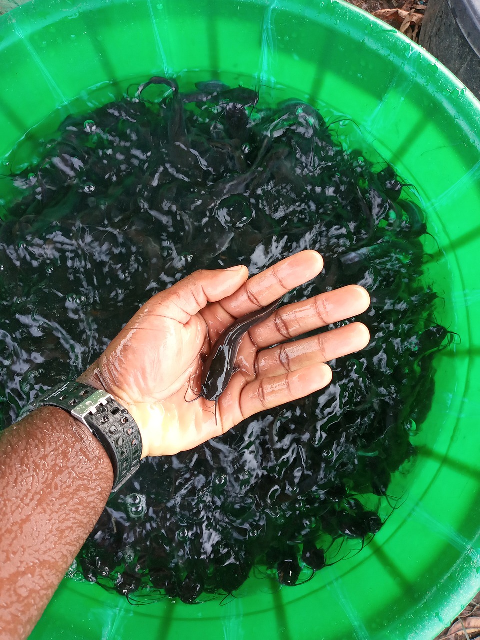 fish, bucket, hand, nature, holding, water, aquatic, catfish, fingerlings, catfish, catfish, catfish, catfish, catfish