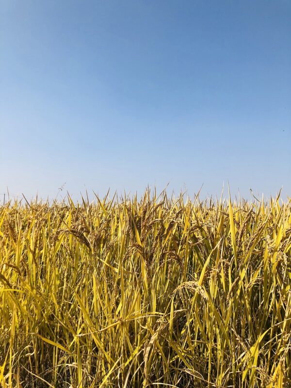 rice, rice field, paddy, agriculture, farming, rice paddy, grass, grain, harvest, organic, nature